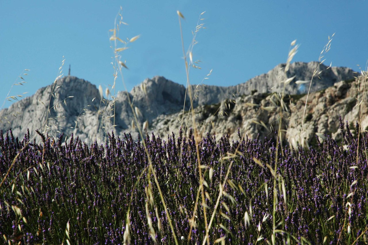 Lavendel Aix Mount St Victoire web