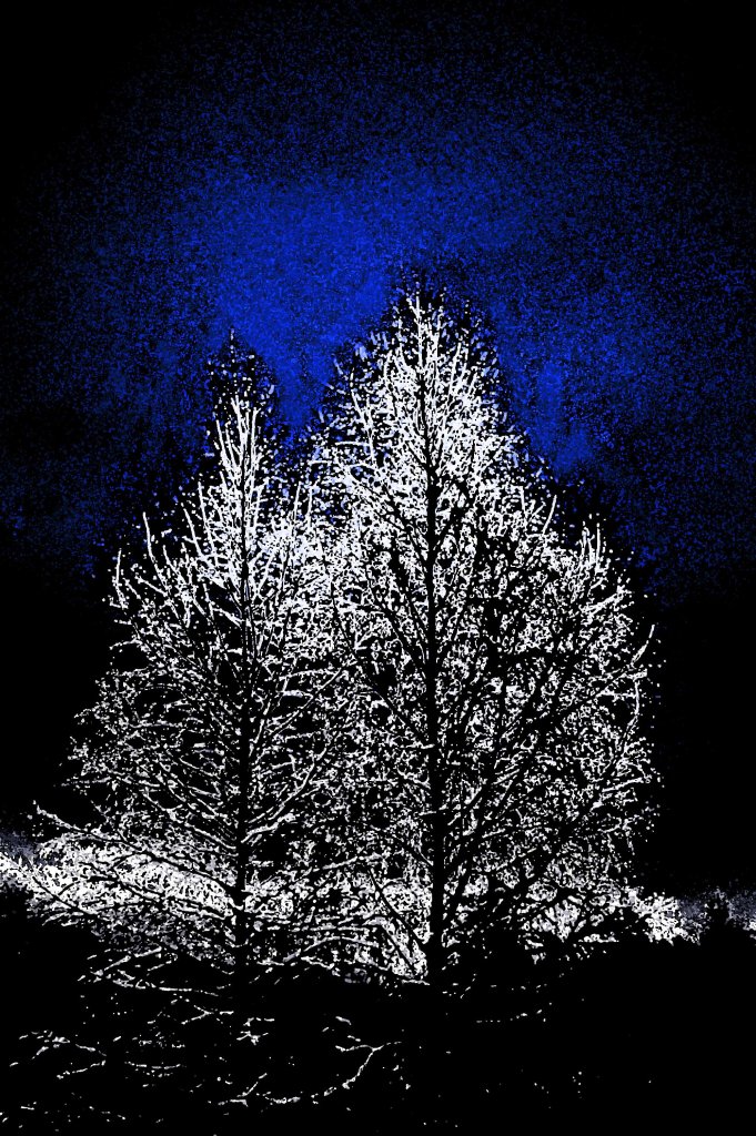 blå trær copy2